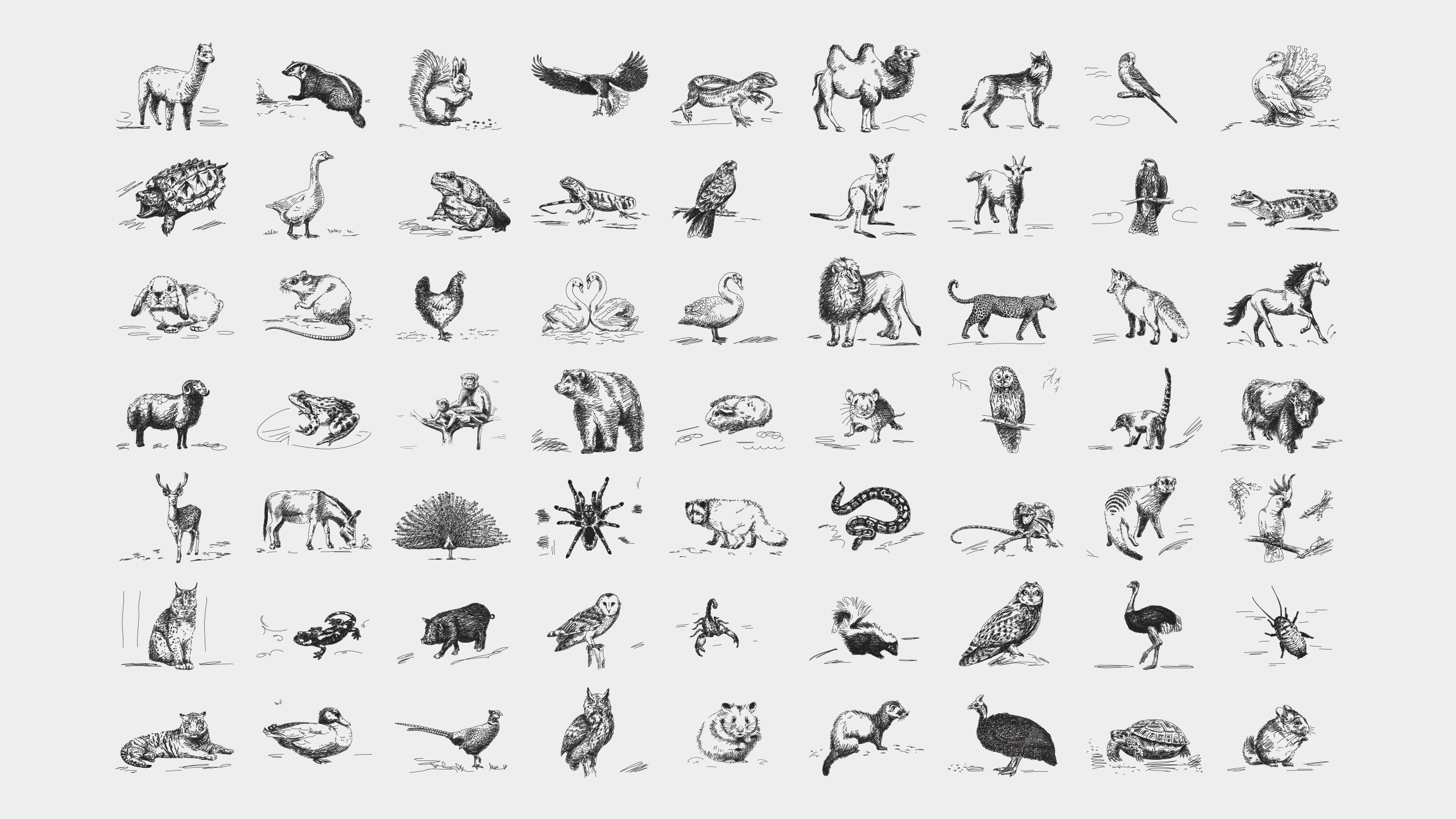 иллюстрации животных
